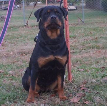 Thunder sales mountain rottweilers