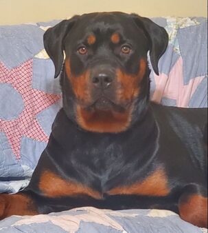 Thunder mountain rottweilers clearance