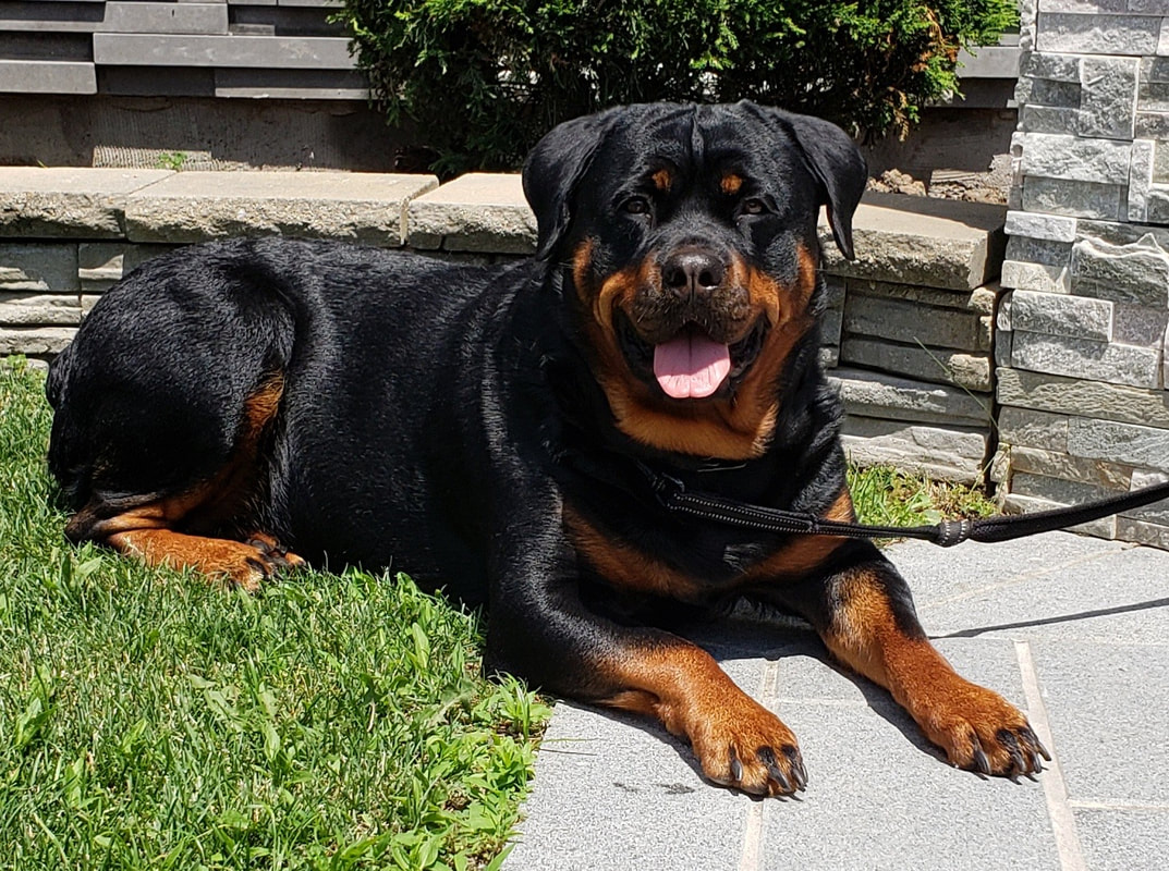 Thunder mountain rottweilers 2025