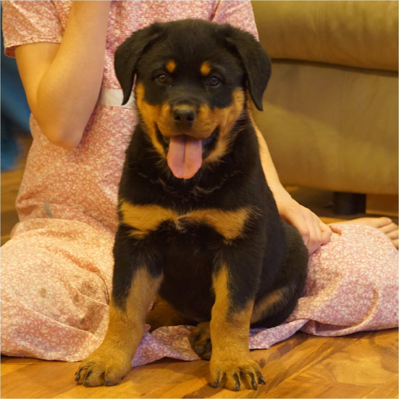 Puppies for sale - Thunder Mountain Rottweilers
