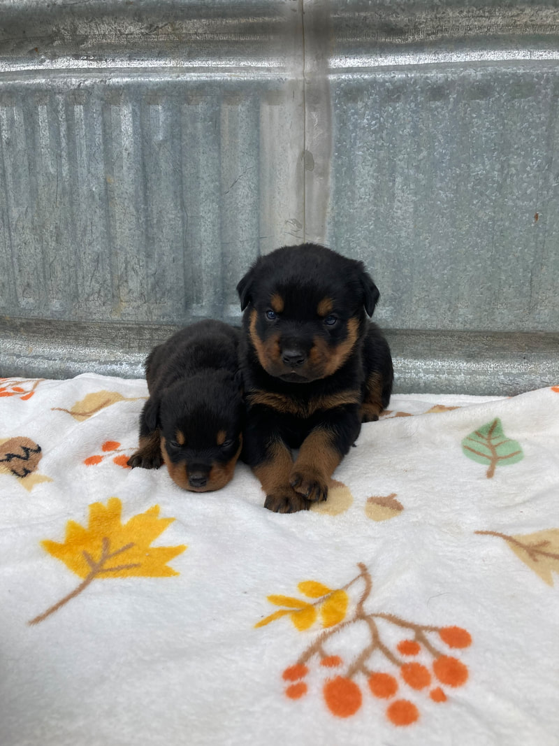 Puppies for sale Thunder Mountain Rottweilers