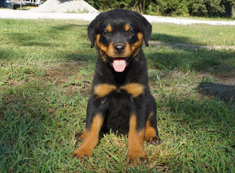 Puppies for sale - Thunder Mountain Rottweilers